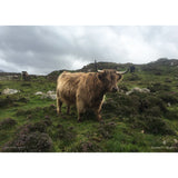 Highland Cattle, Scotland. 1000 piece Jigsaw by Elizabeth Temple