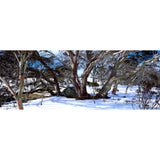 Snow Gums at Perisher Valley NSW 1000 piece Jigsaw by John Temple