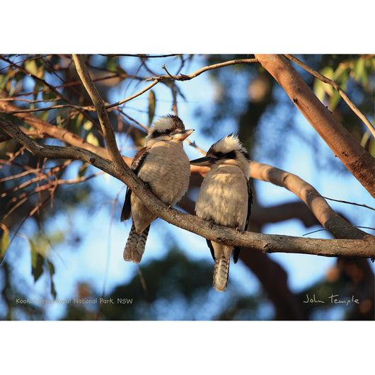 Kookaburras 500 piece Jigsaw by John Temple