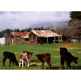 The Old Farmhouse, Montana 1000 piece Jigsaw by John Temple